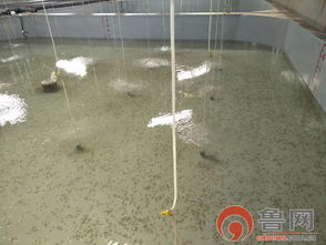 海緣養殖科技 以技術領域樹品牌，南苗北育模式促發展