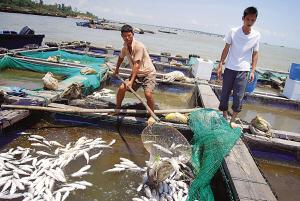 海水養殖污染案司法判決與賠償比例探析