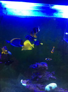 昌平北七家海水魚友出養定老魚，限同城打包自提，共探海水養殖技術交流